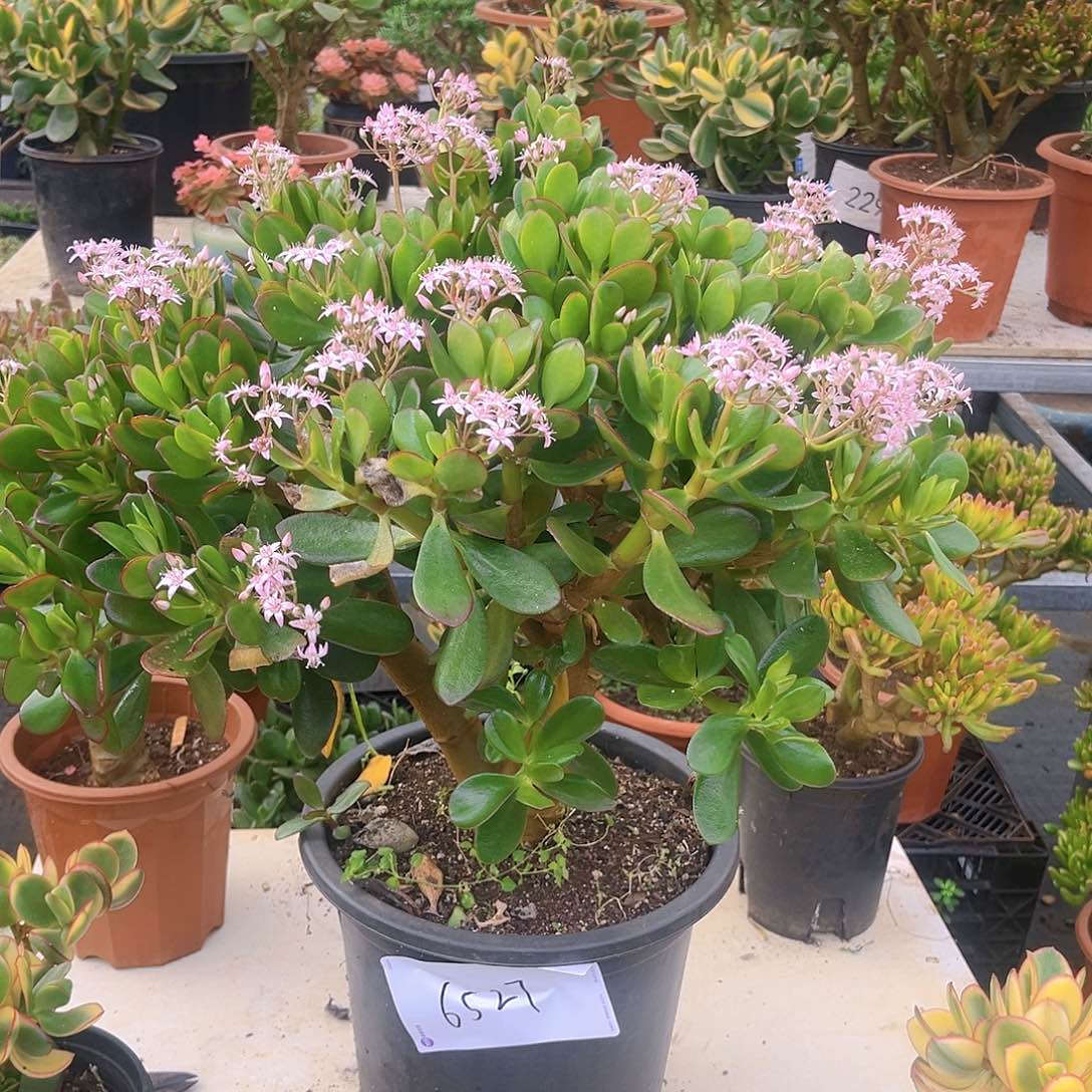 韩版紫叶糖果6527号