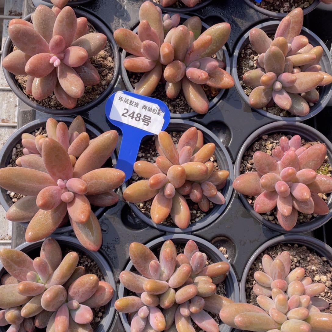 248号糖果美人群生一个