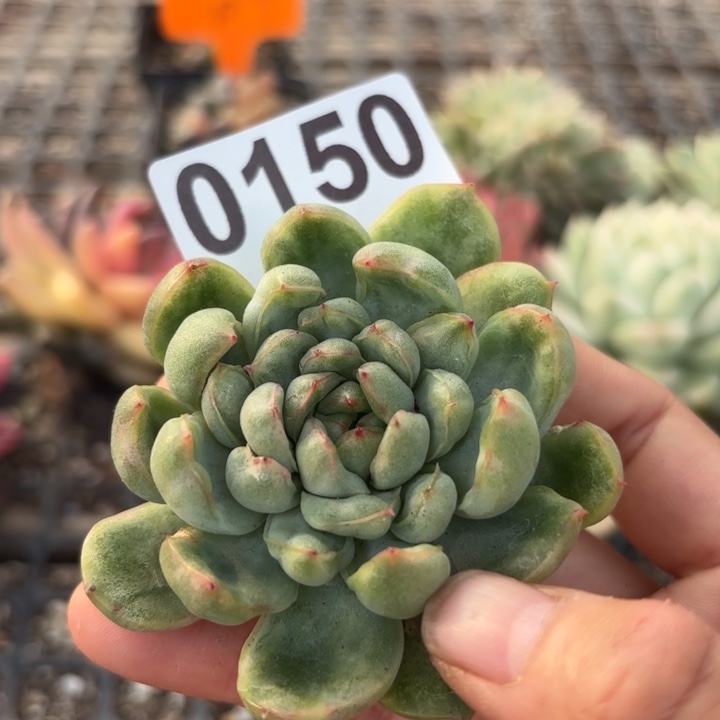 头盖锦多肉植物满18包邮当场凑单