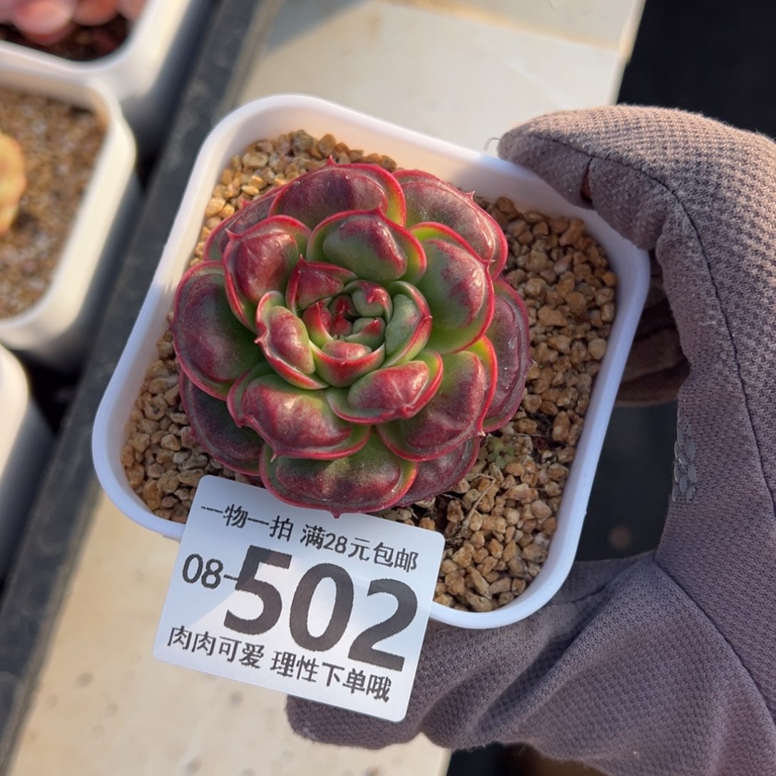 丸叶瘤西玛多多肉