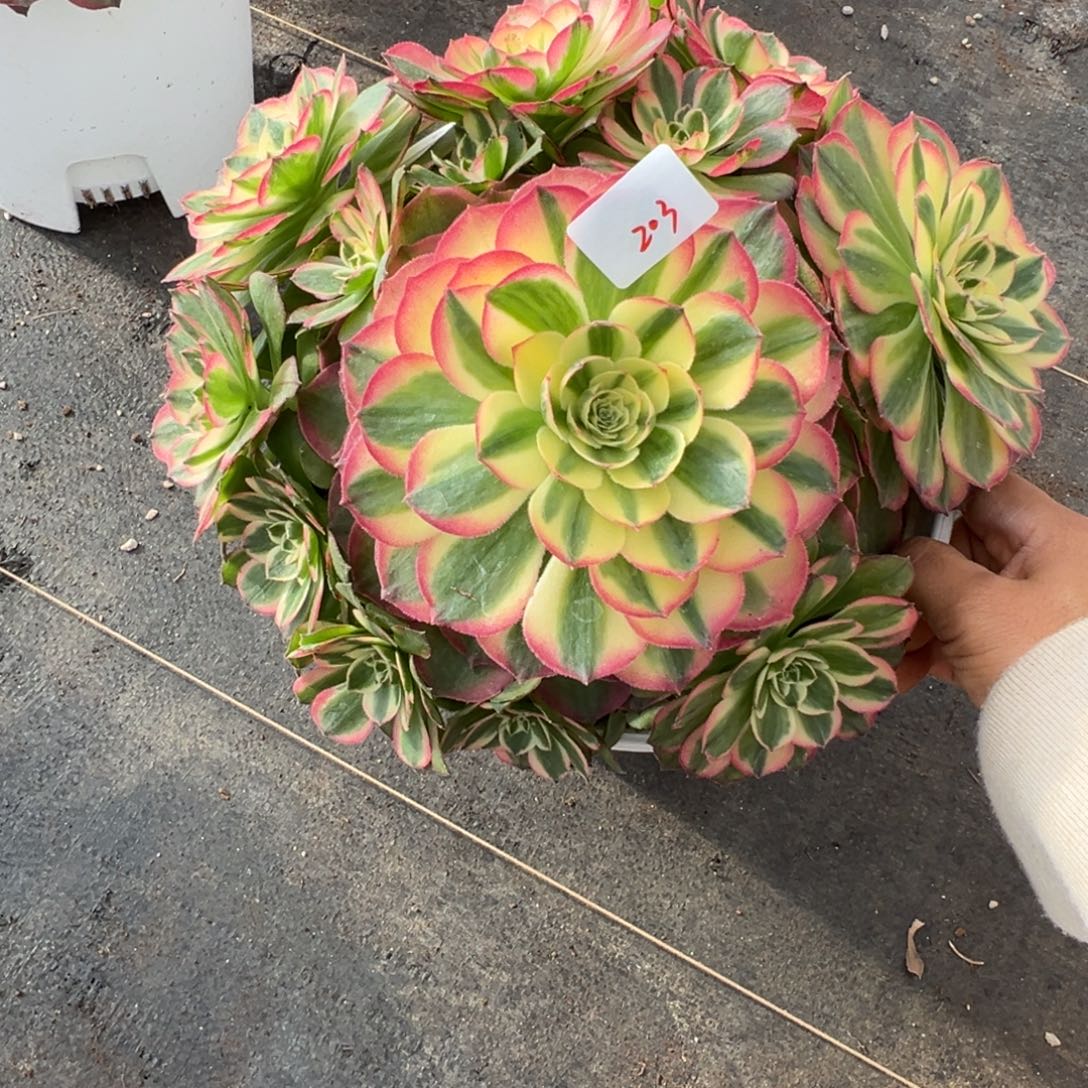 203海仙多肉多肉多肉多肉