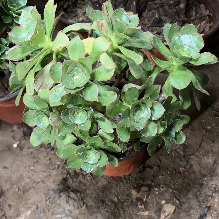 多肉植物法师艳姿62