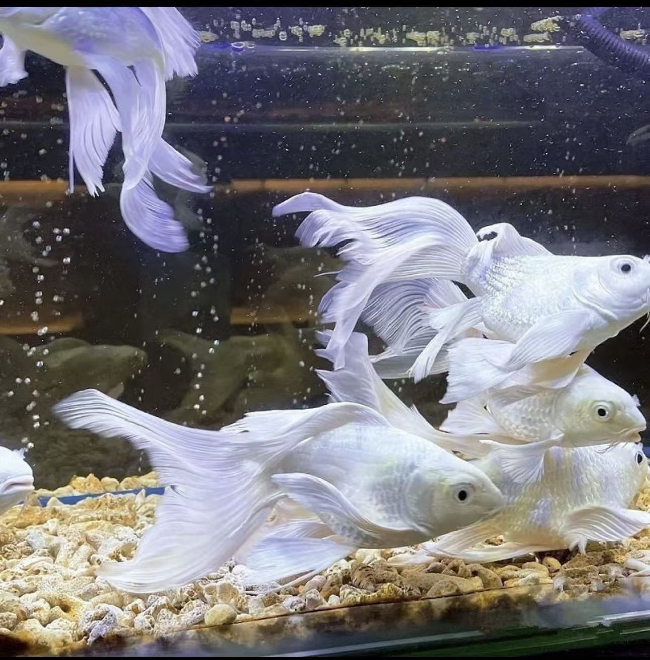 台湾纯种蝴蝶锦鲤白短球体观赏鱼大鳍大尾好养耐活