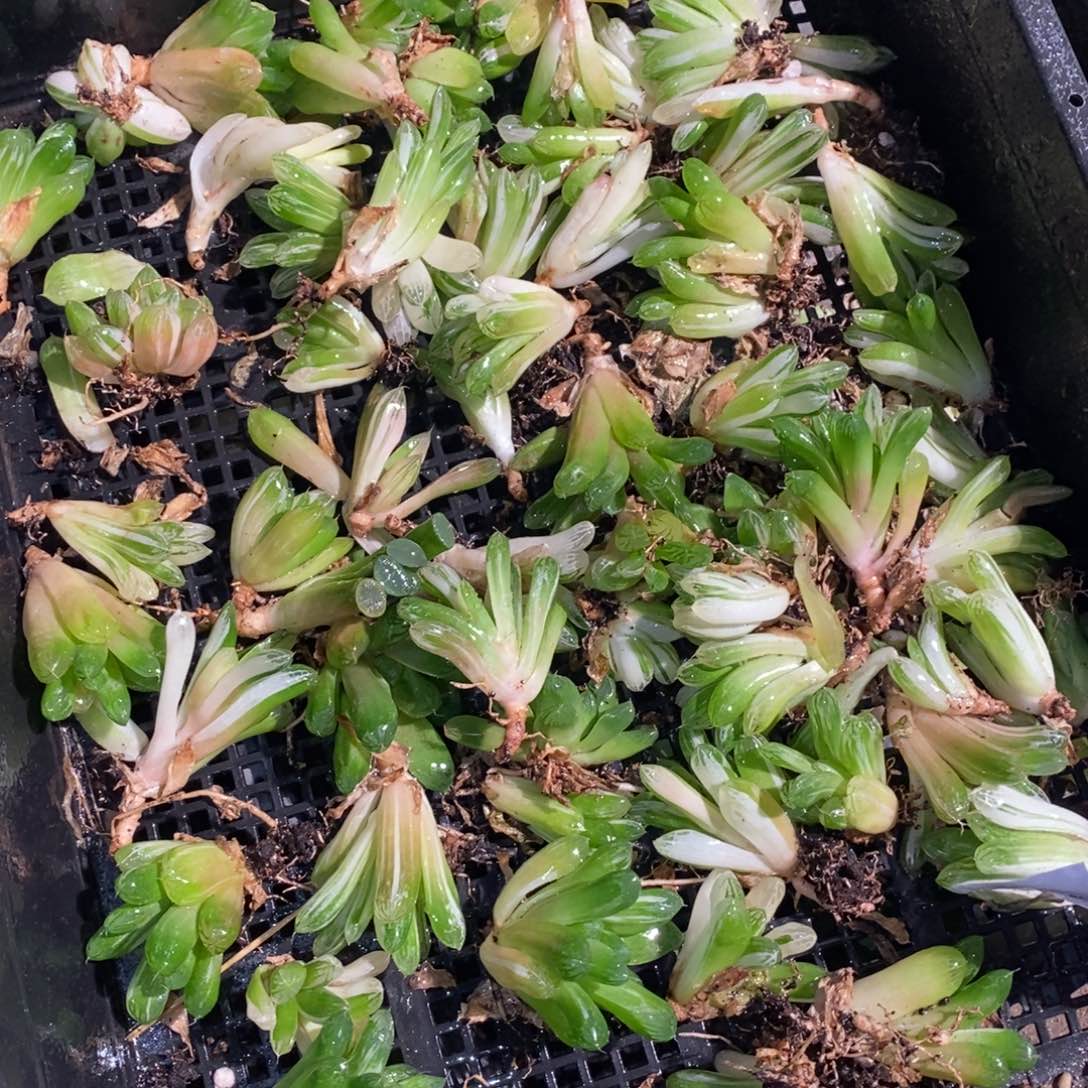 926 一颗实生小苏皇玉露 整点福利