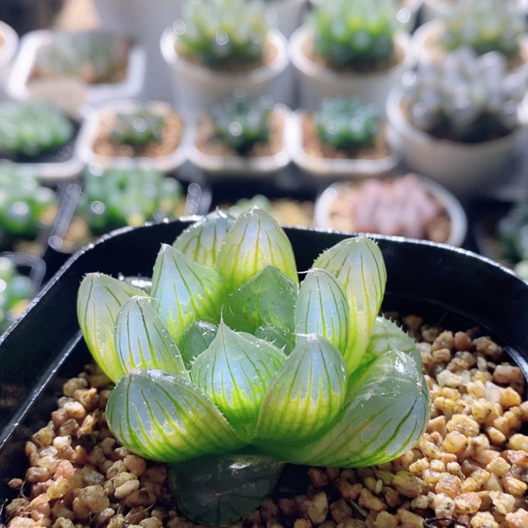 Y4玉露多肉植物多肉植物