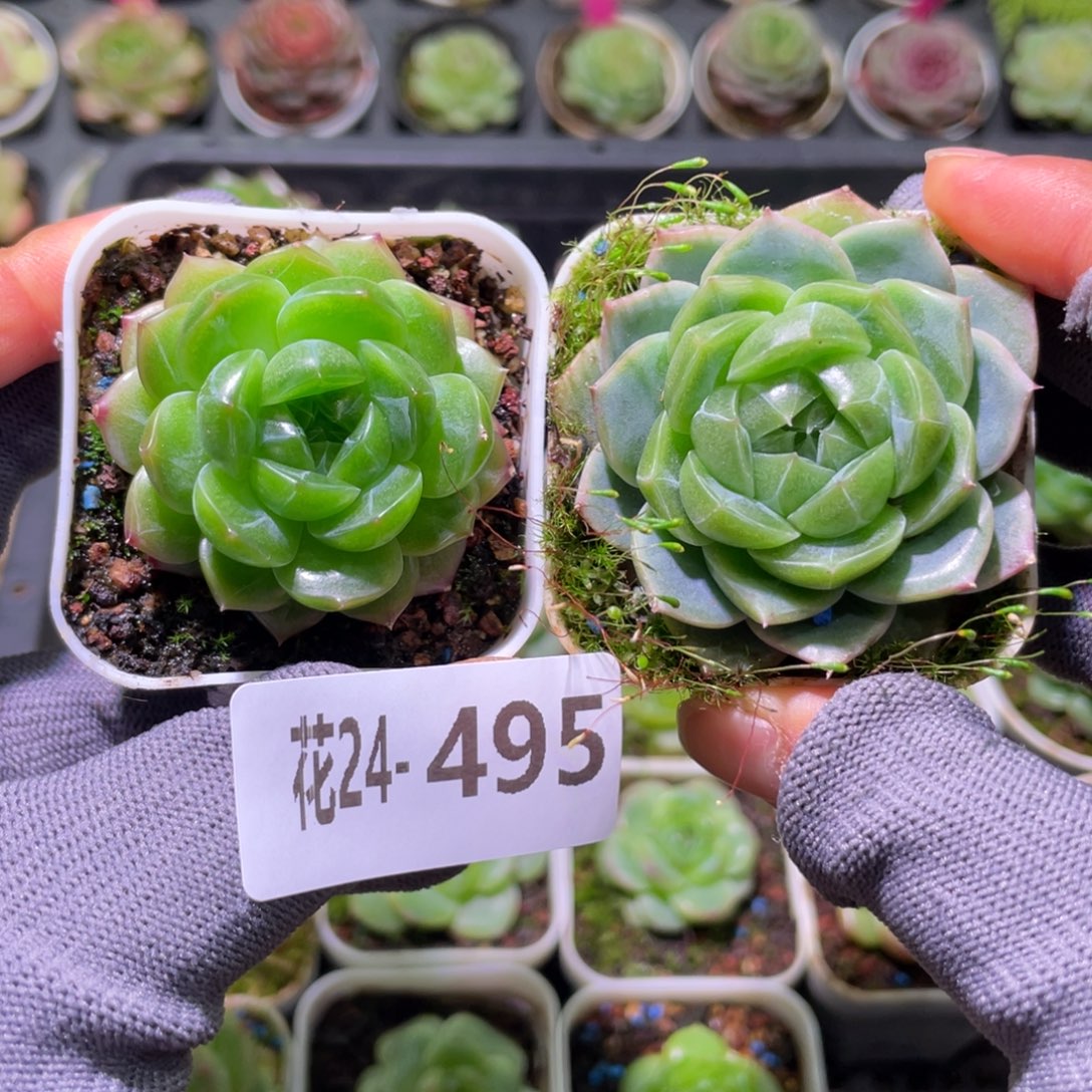 花利美24-495珍妮2颗