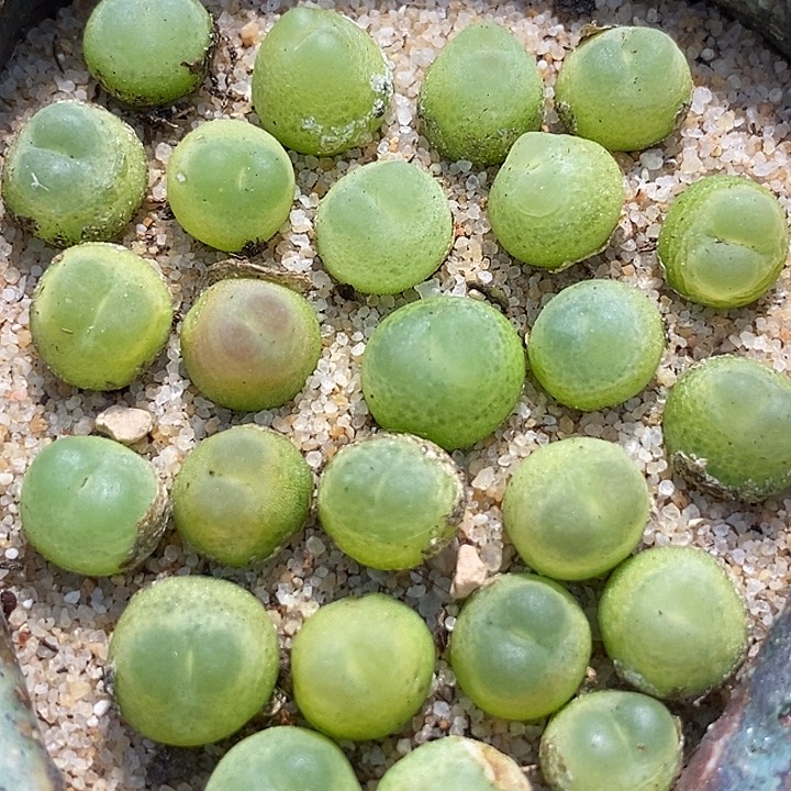 紫皮拉登一颗    0.6-0.8厘米