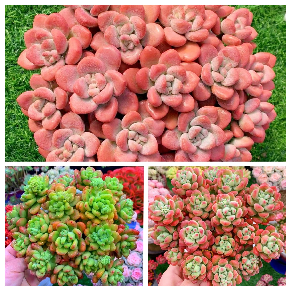 M大盆红洛神组合 多肉新手室内室外好养好活 耐旱云南基地发货