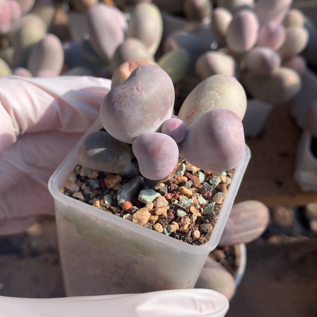 米可奶酪多肉miken