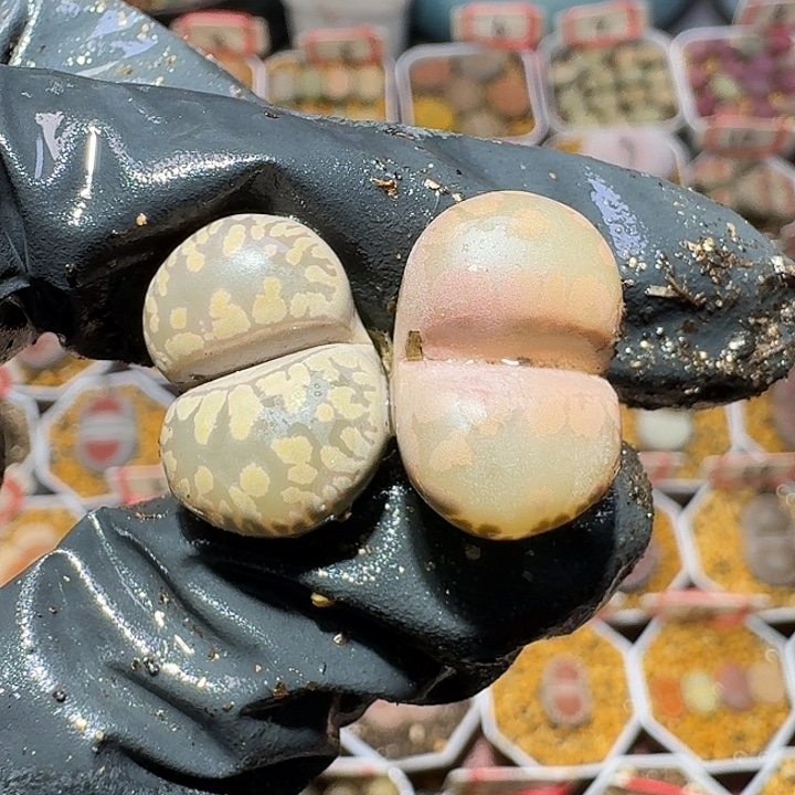 生石花3:：：：。  511号