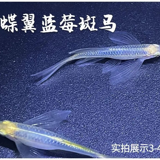 新疆西藏不发货，长鳍翡翠绿蝶翼斑马鱼蓝莓小型淡水观赏鱼