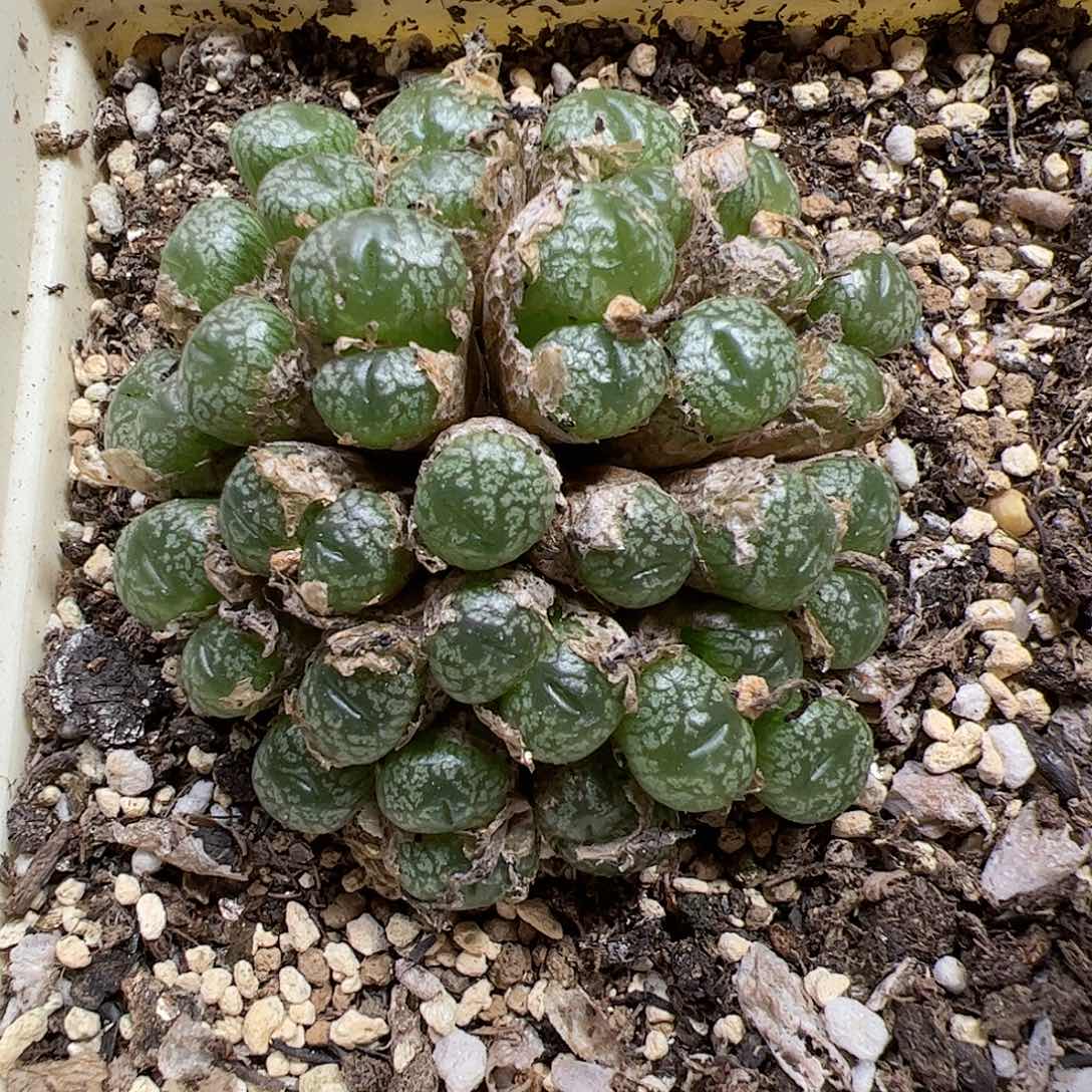 【闪购商品】329 蜜枣大群