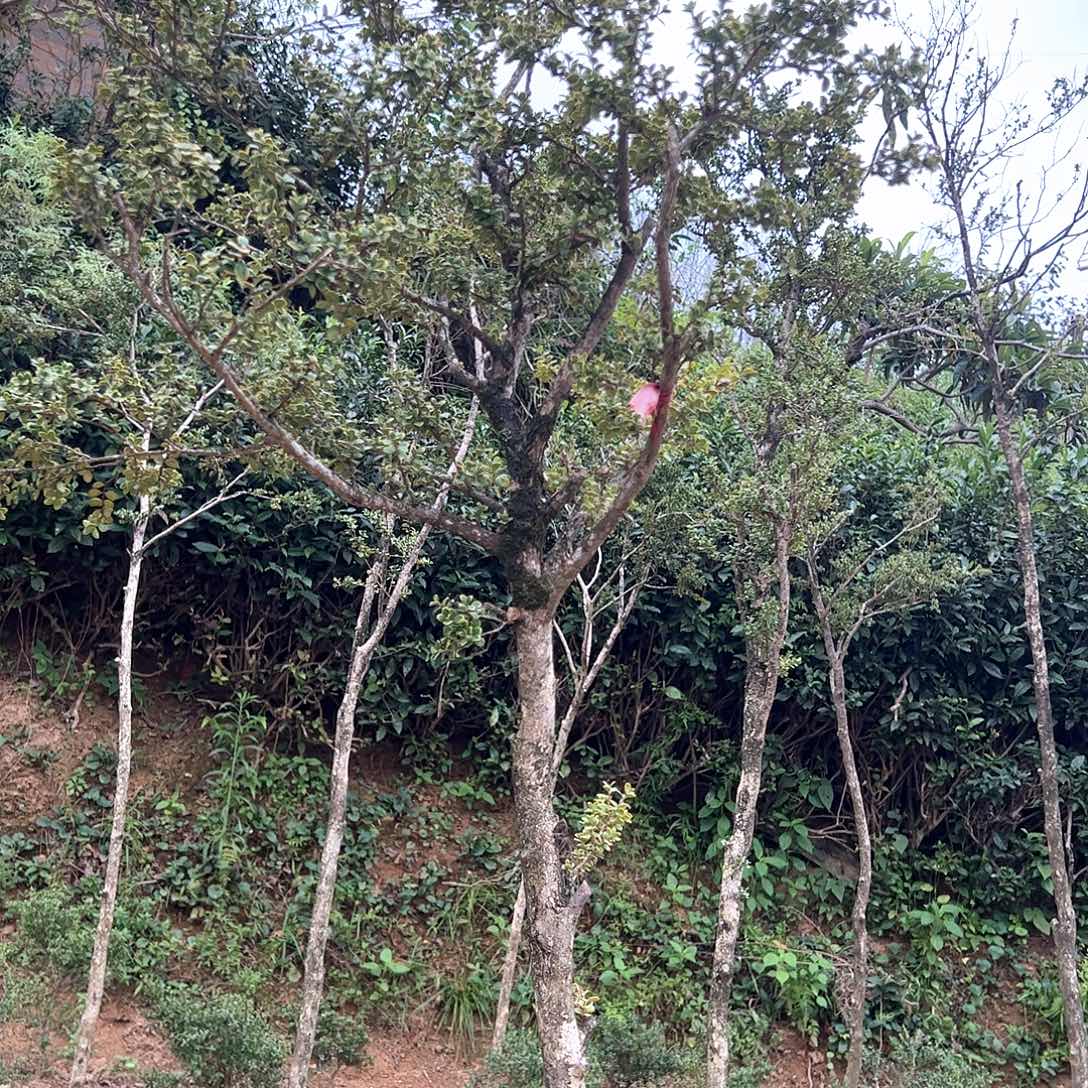 安徽天柱山珍珠黄杨