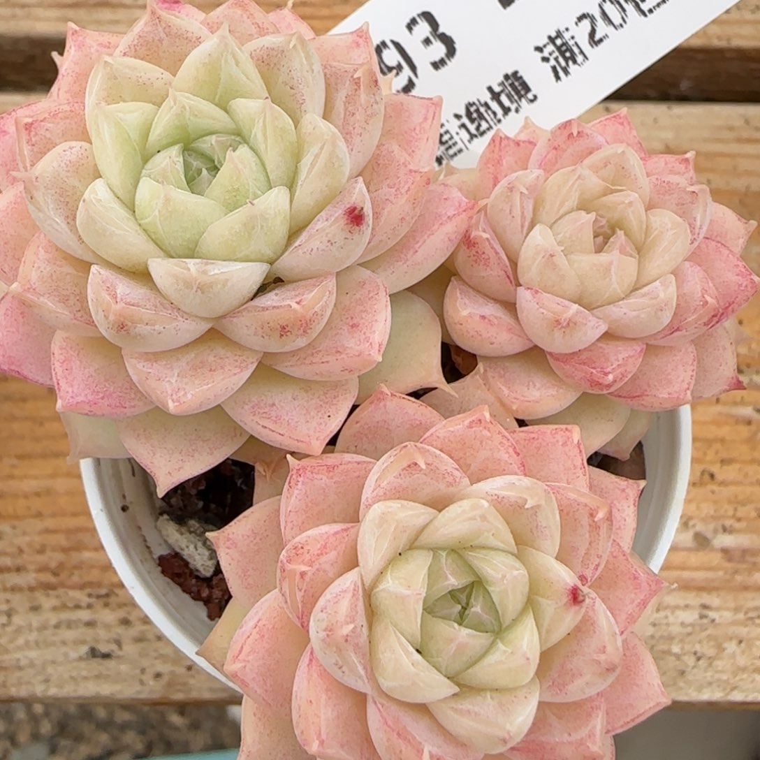 花语逸镜0215-193