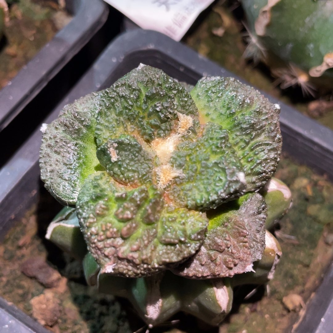 紫姬丸犹菜花牡丹 仙人球