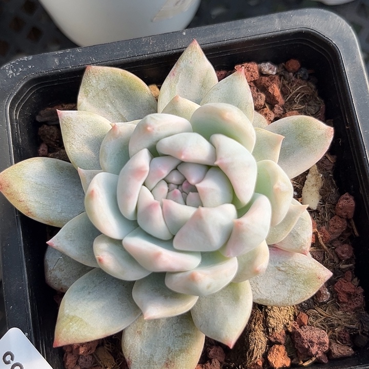 粉吉锦多肉植物多肉