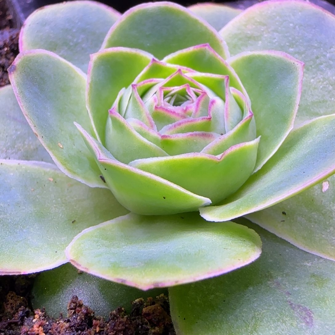 单头玫瑰6.5厘米1224465555555