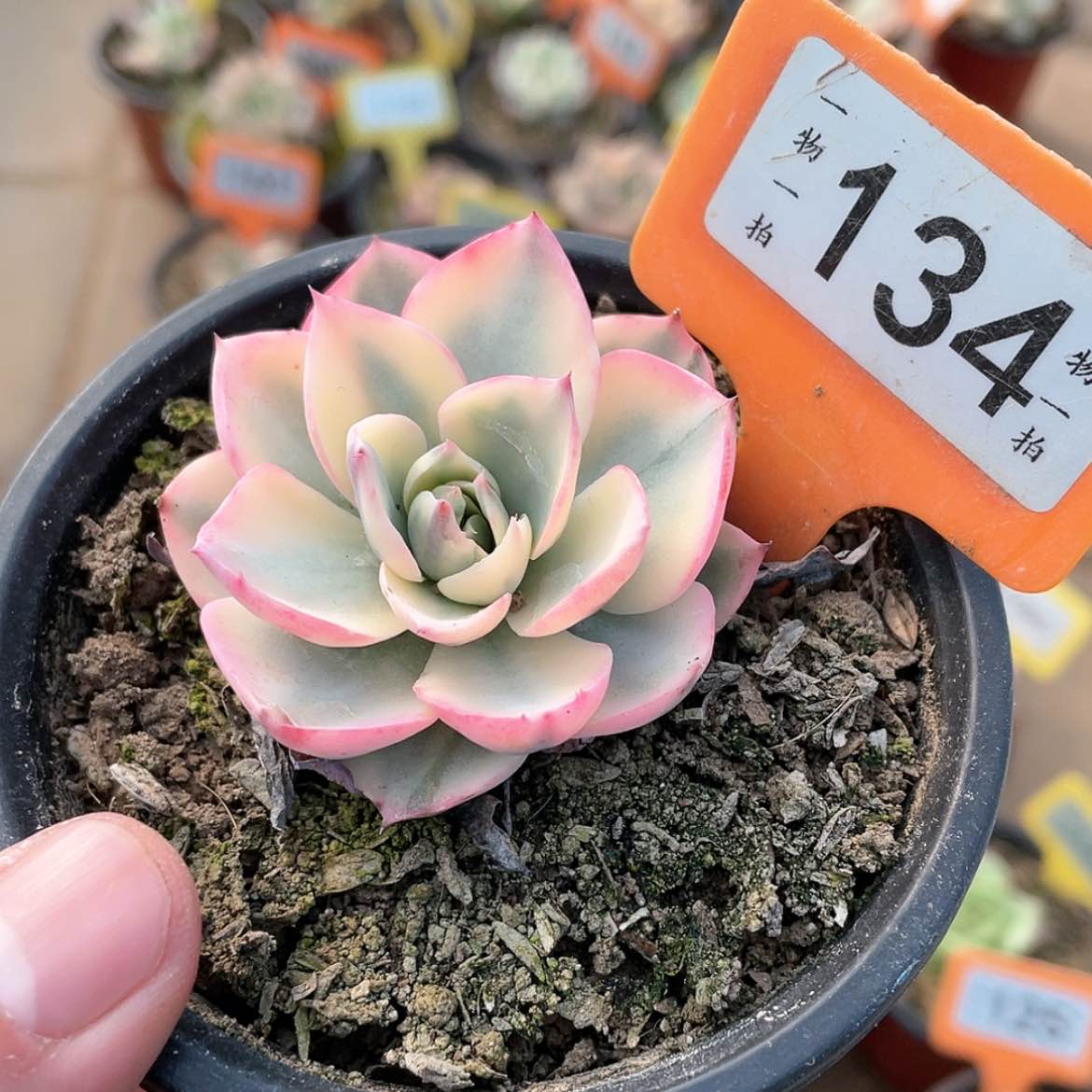 【闪购商品】134号