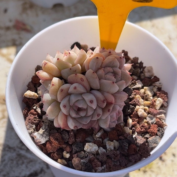 1535多肉4578687.0888008