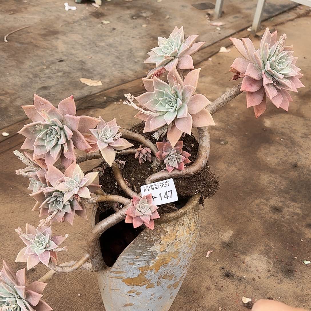 同温层多肉红色黄昏147