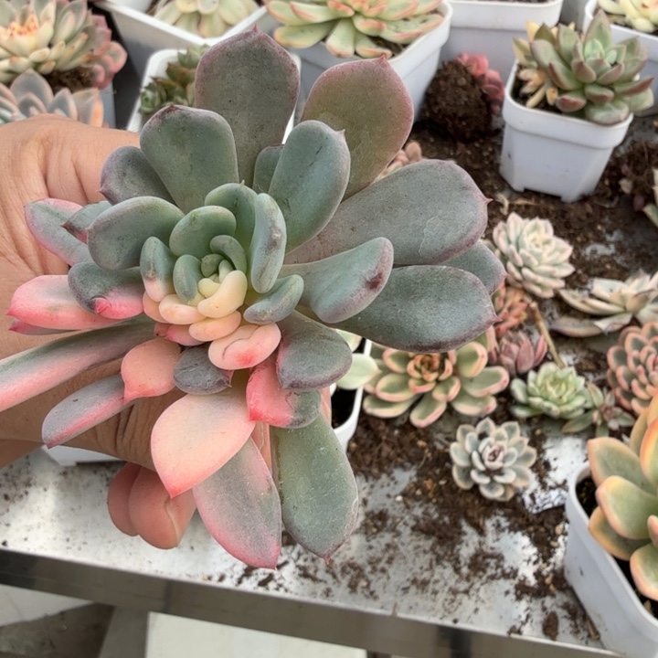 玛瑙锦多肉植物一物一拍