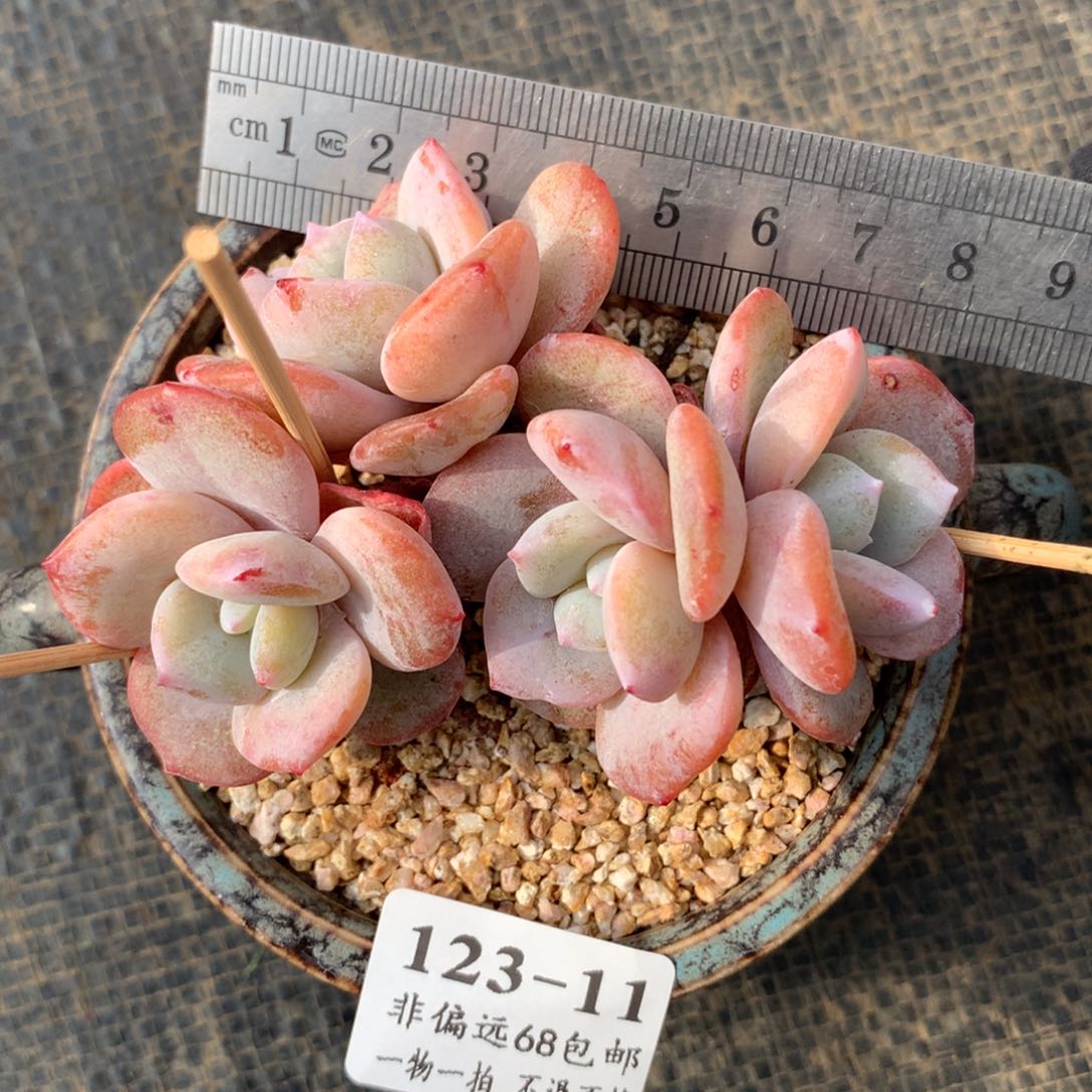 11。奶茶整桩自然群四头。