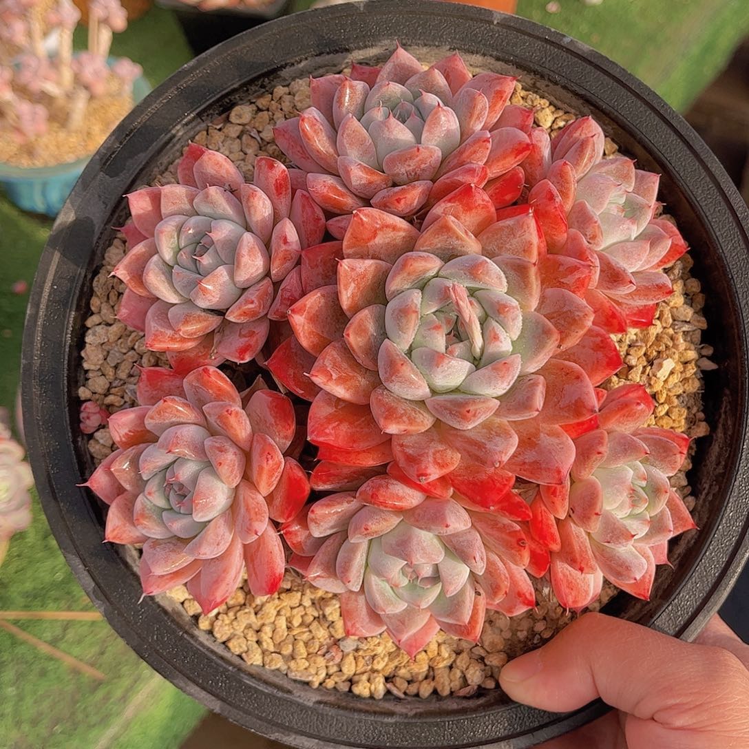 彭***彭极品如梦令精品多肉