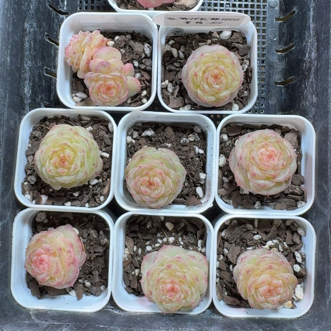 1205-033-青州一颗量拍