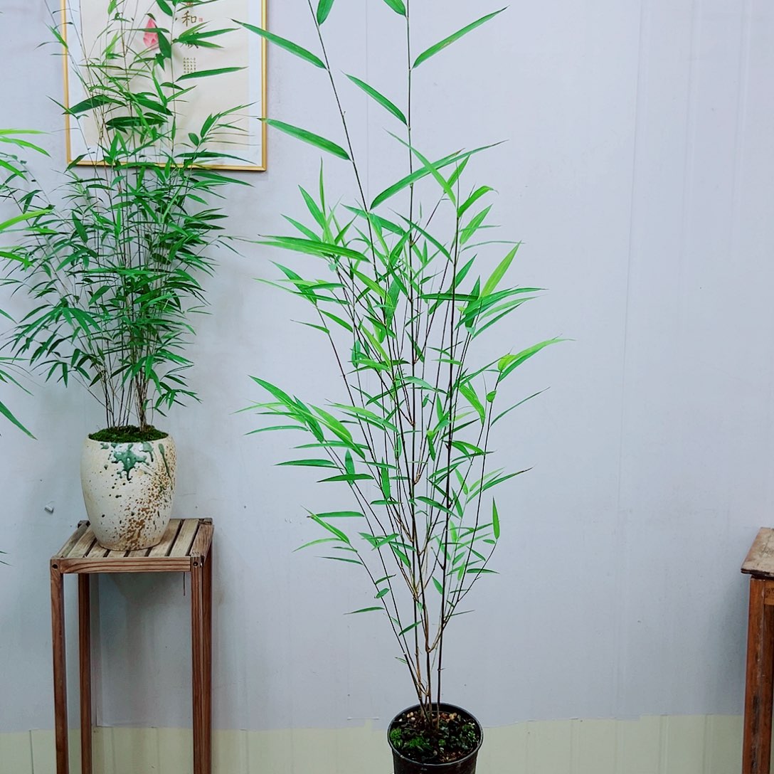 不开花植物内门竹