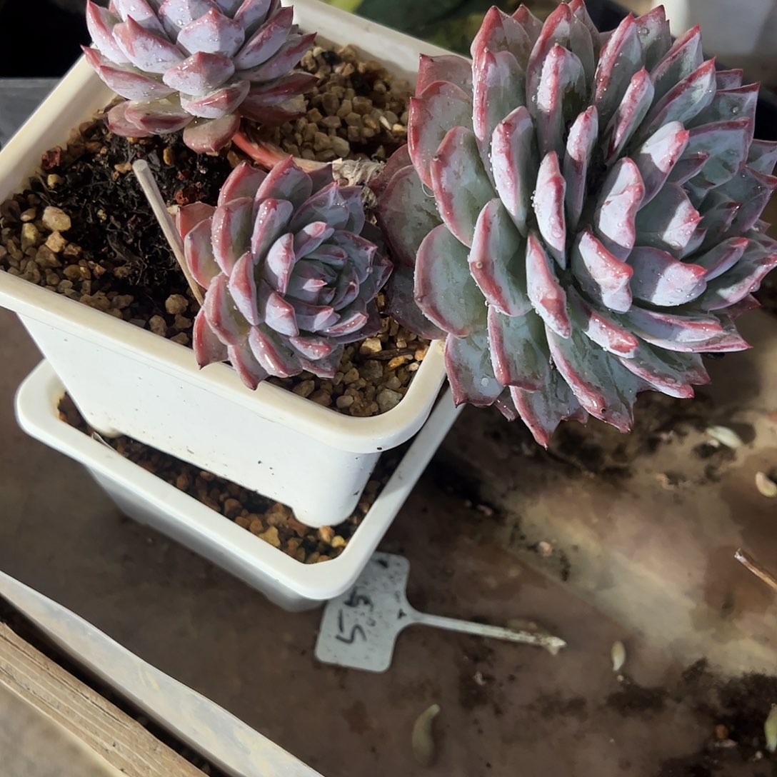 ᒢ***ᒡ粉蓝鸟群多肉植物