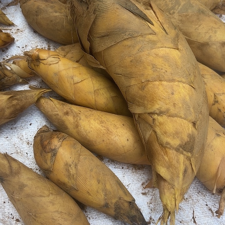 中国大陆炎陵高山冬笋10斤