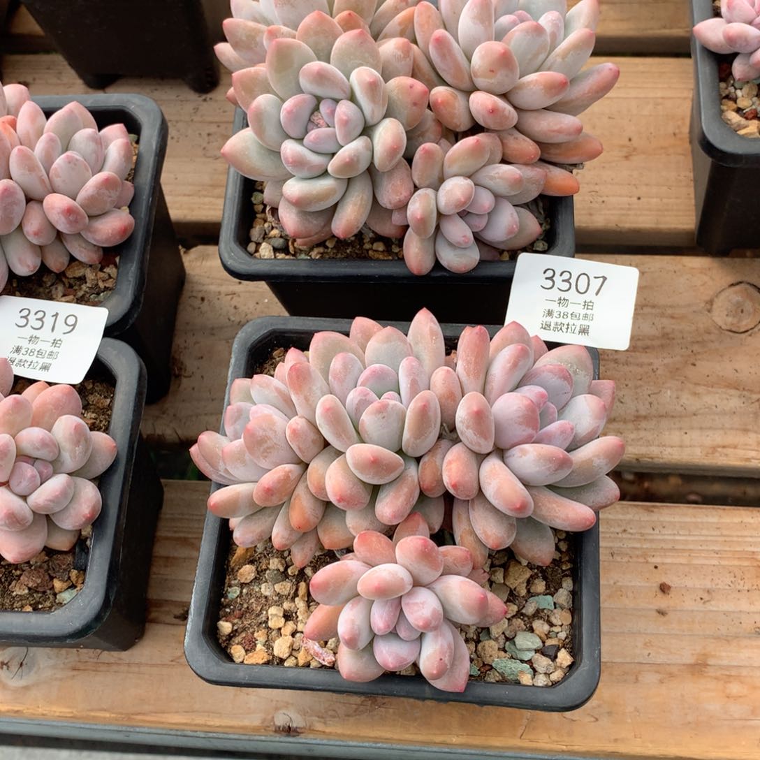 13厘米四头香水多肉3307