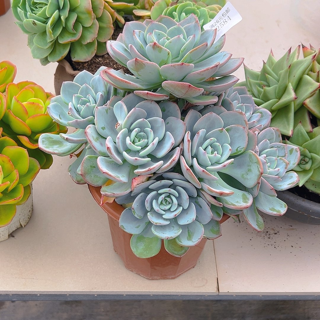 用***42584白月光多肉植物