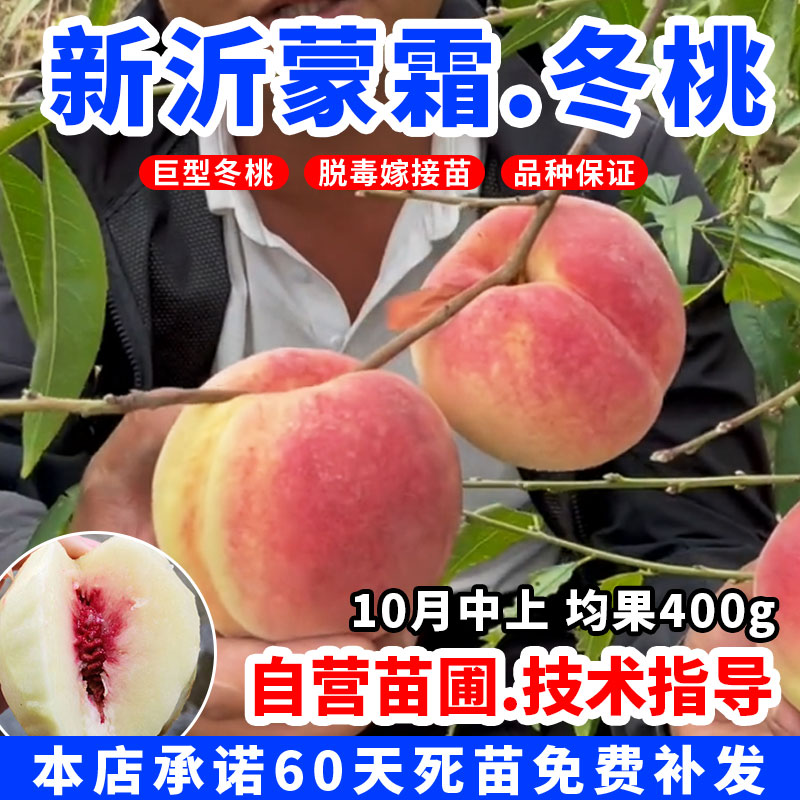 【新款沂蒙霜红桃树】特大果苗嫁接二代冬桃树苗南方北方盆地栽苗