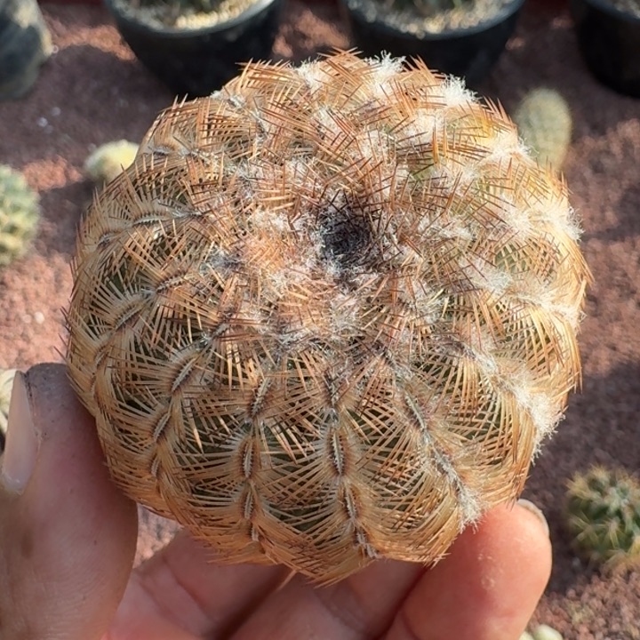 丽光虾玉，无根，55655