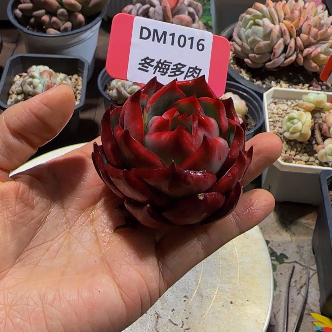 云南精品多肉1016