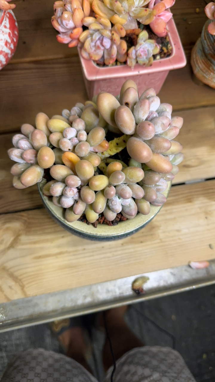 云南精品多肉，一物一拍植物绿色仙人球净化空气简单防辐射简单