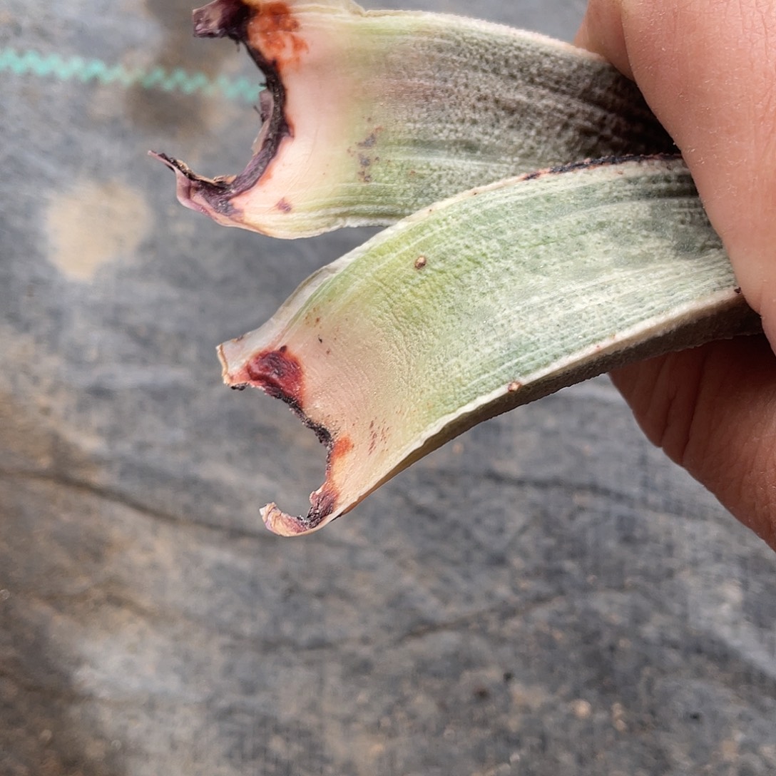 花***友花友收111111111111