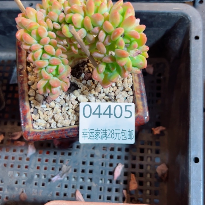 幸运的是我还没遇到你