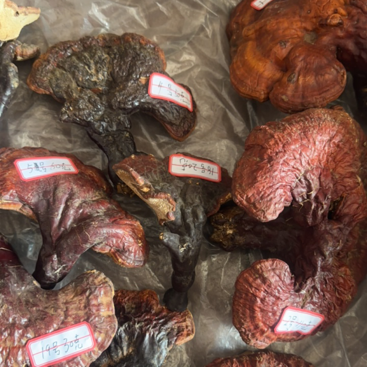 （顺丰包邮）正宗东北野生干灵芝（足干）
