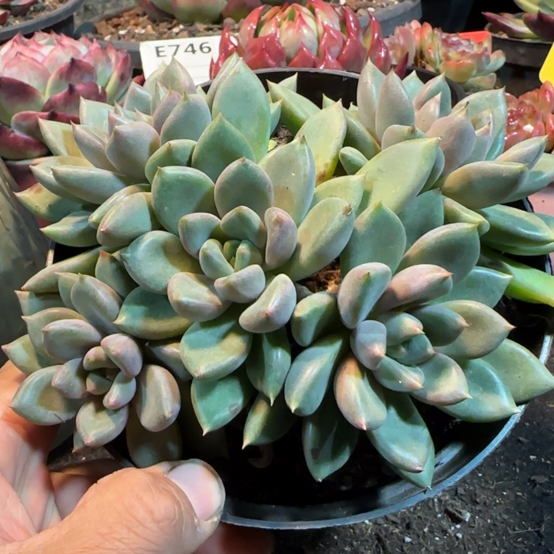 红象牙一物一拍包装收缩花旱