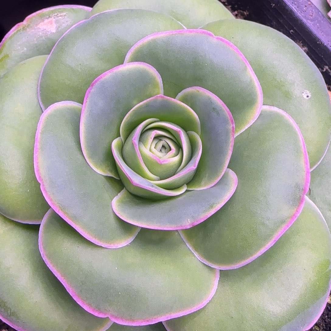 单头7.5厘米玫瑰1434686868