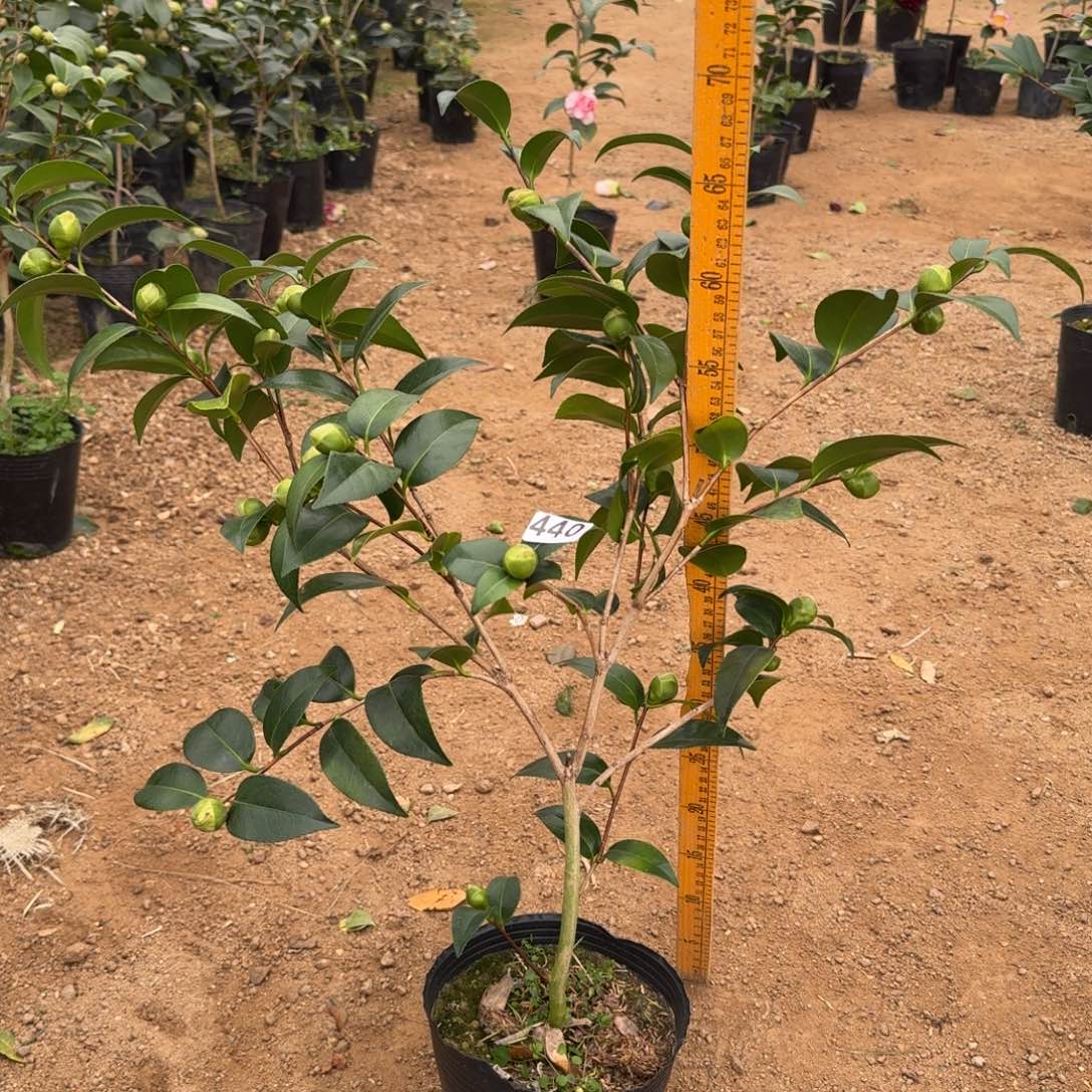 少量花朵（建议范围：2朵-5朵 或40%以下）440志愿者