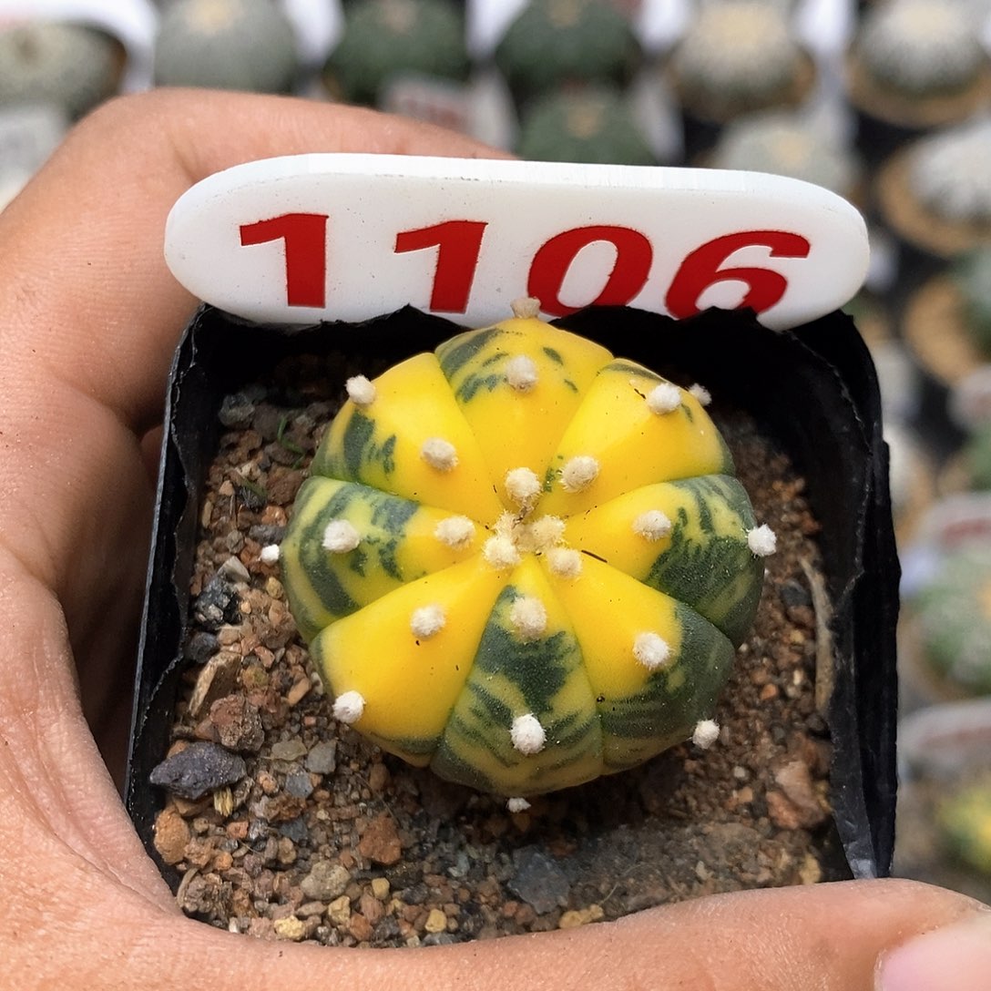 1106兜锦特价咯哈嘻嘻
