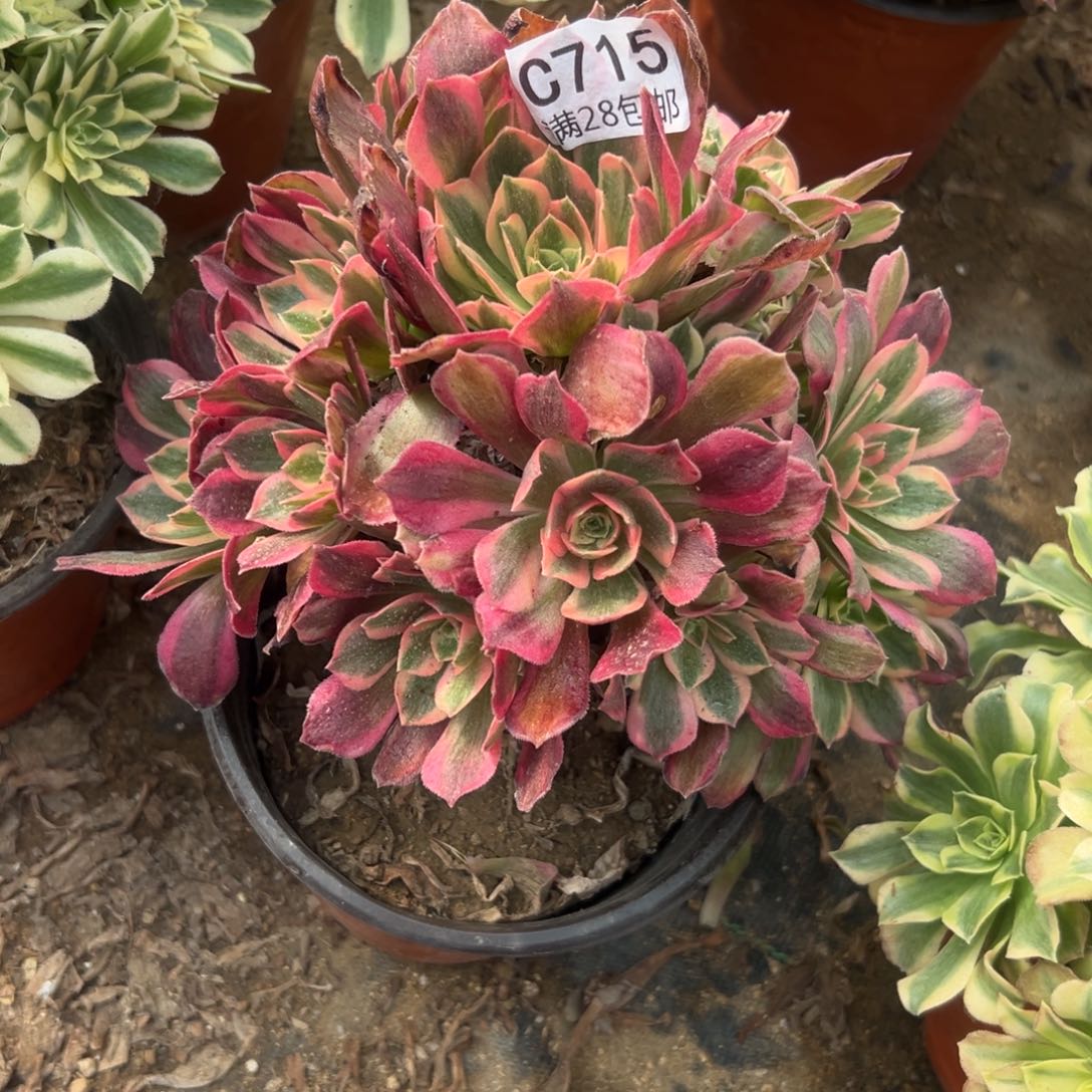 715多肉植物女巫       