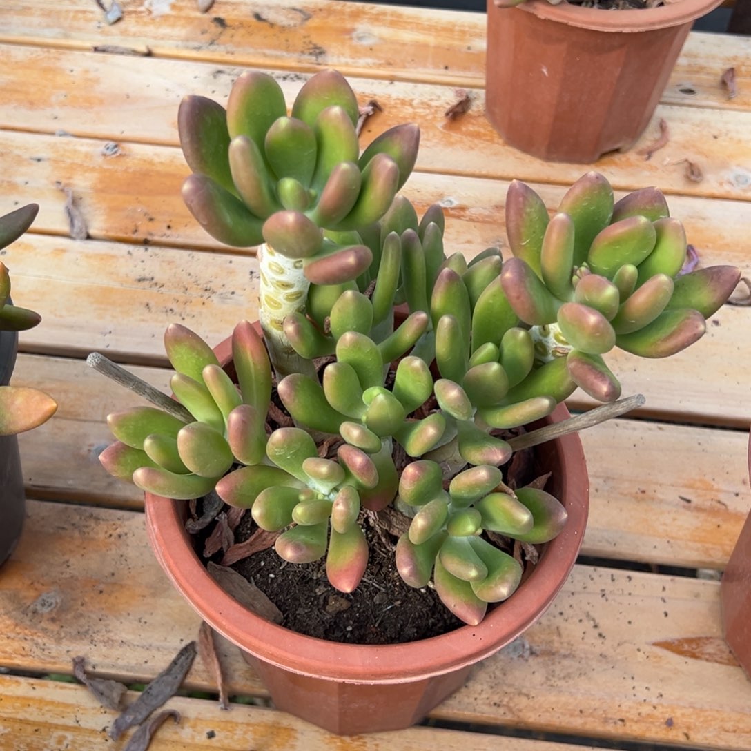 多肉金蝉【非偏远满18包邮】