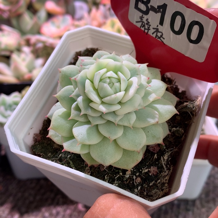 静夜覆轮锦有根有