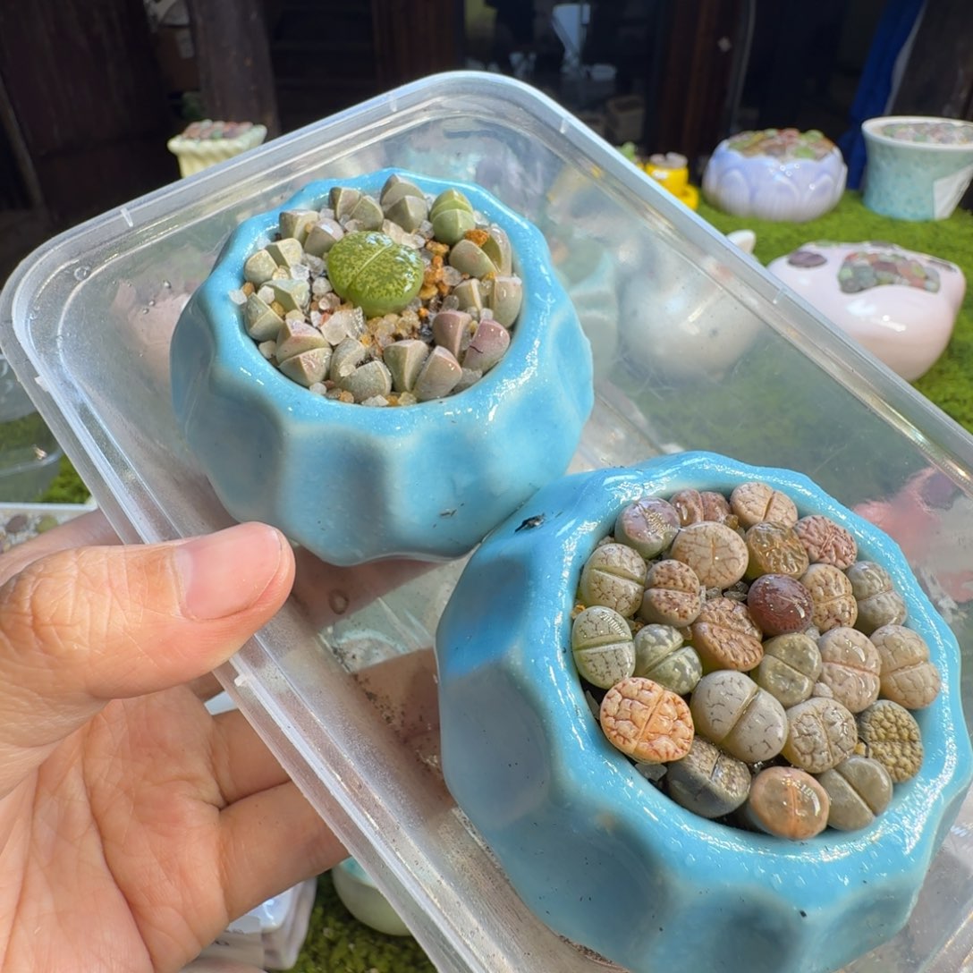 美***敌多肉植物福利冲1338