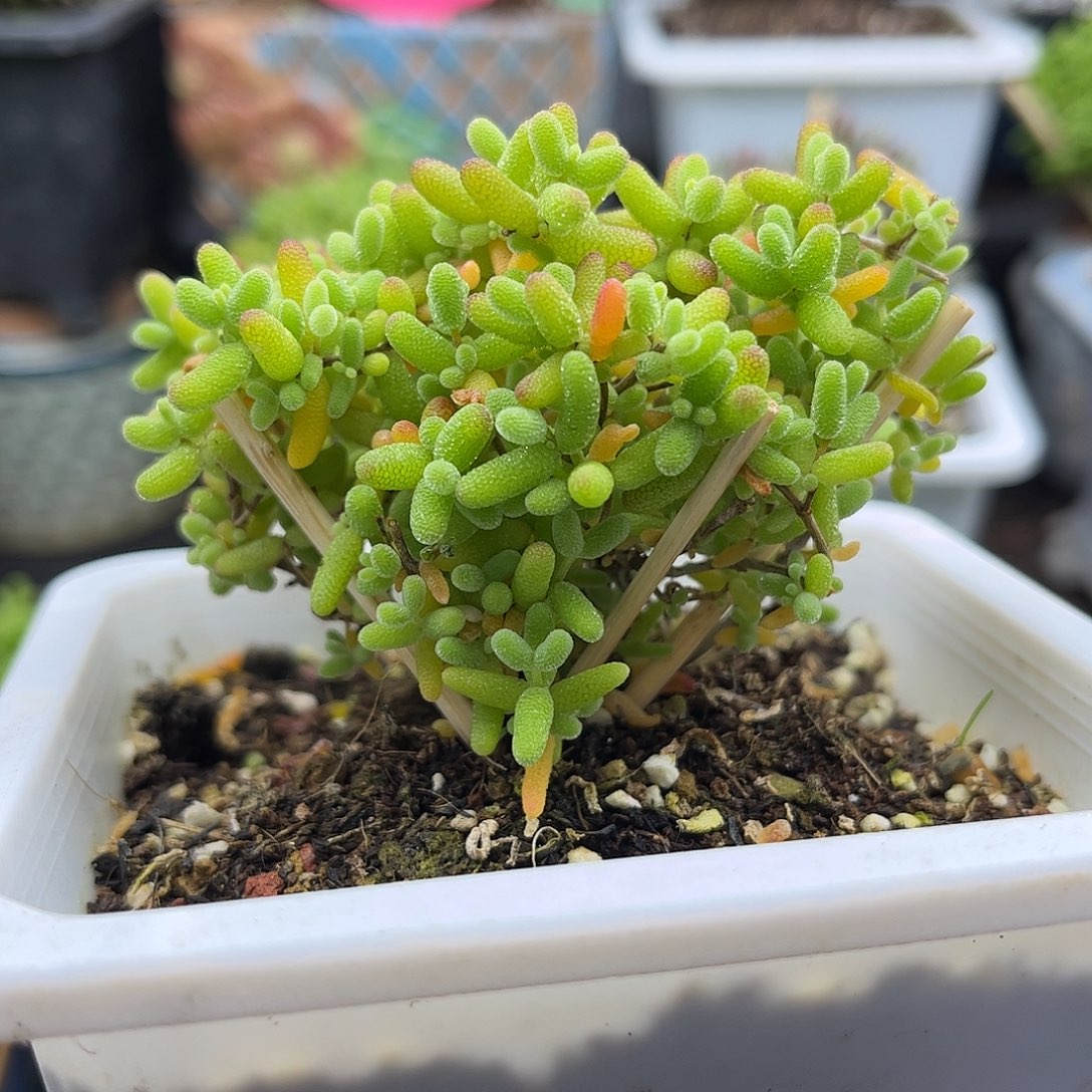 昕宝枝干番杏优秀