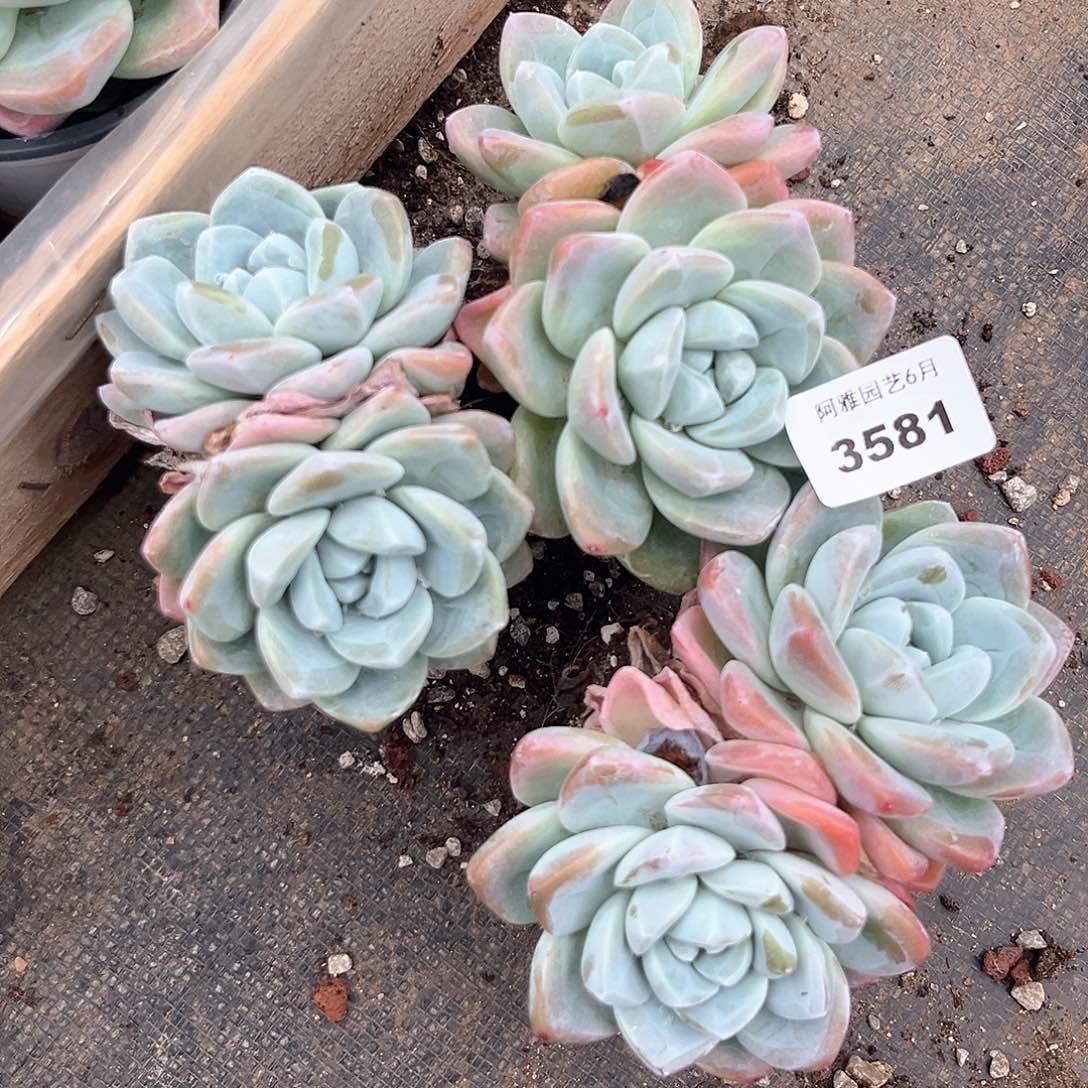 阿雅园艺。  3581冰玉3颗